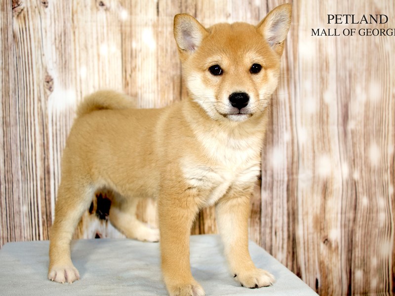 Shiba Inu - 9206 Image #1