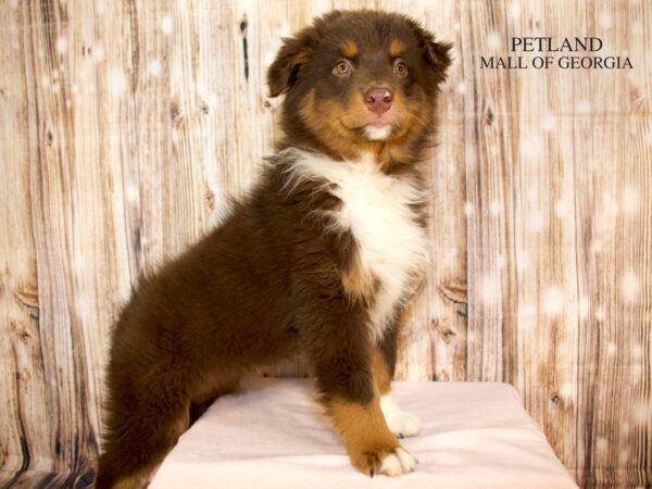 Australian Shepherd – 9216