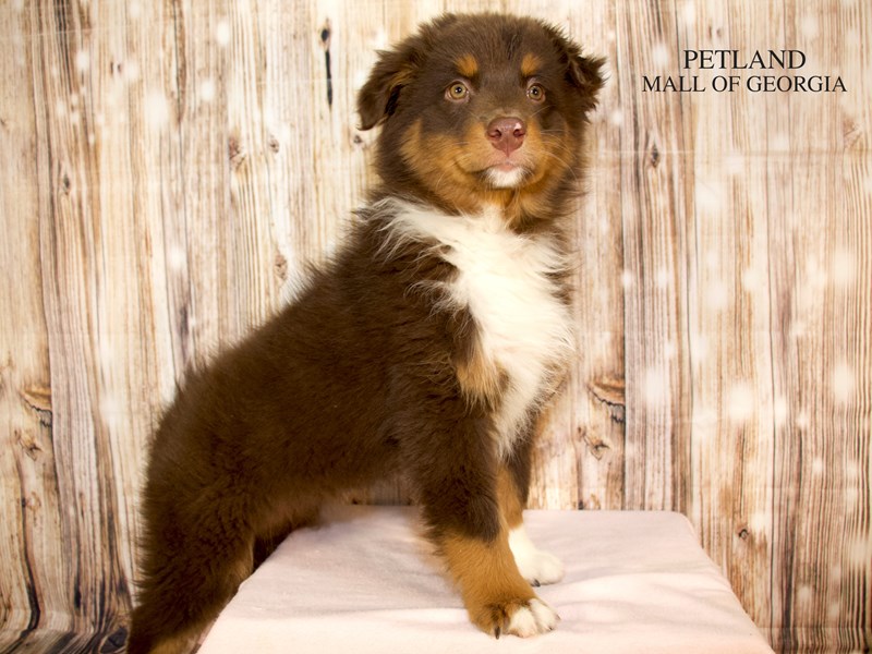 Australian Shepherd - 9216 Image #1