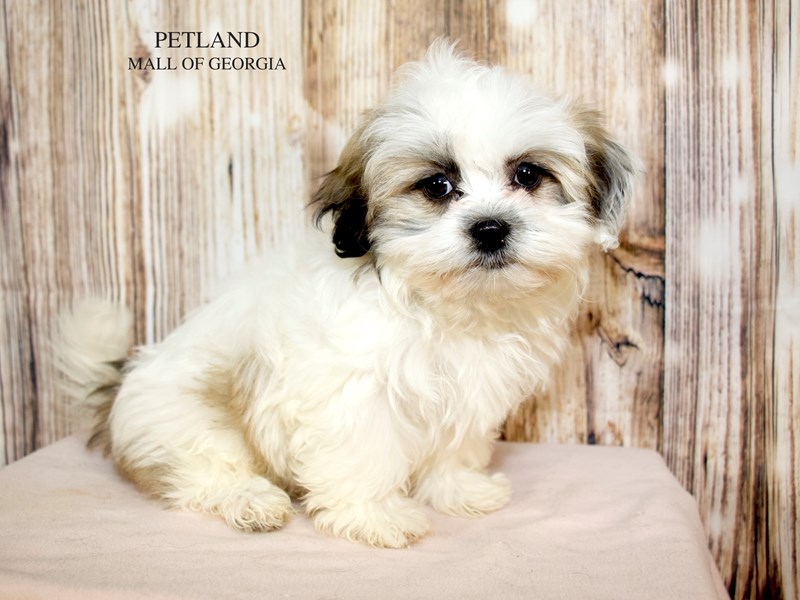 Teddy Bear - 9219 Image #1