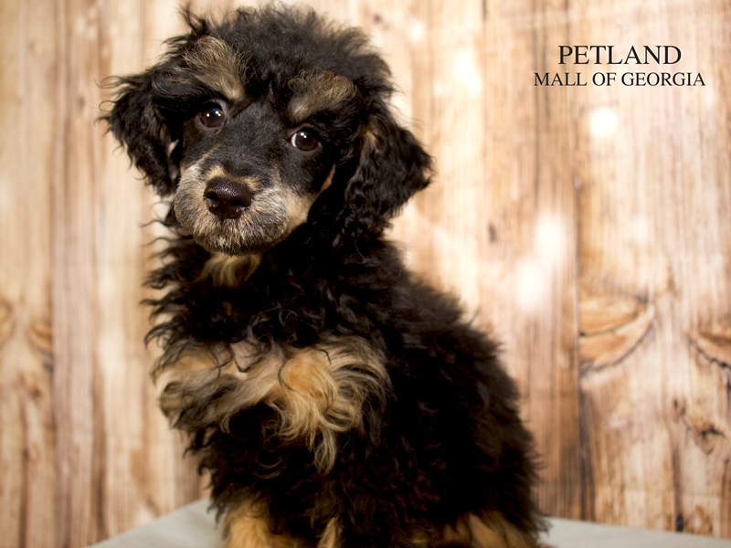 Miniature Poodle - 9222 Image #1
