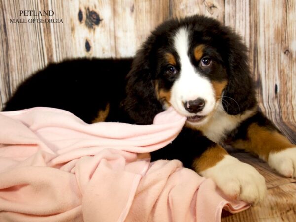 Bernese Mountain Dog – 9223