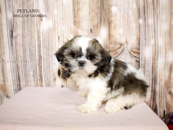 Shih Tzu-Dog-Female-Sable / White-9194-Petland Mall of Georgia