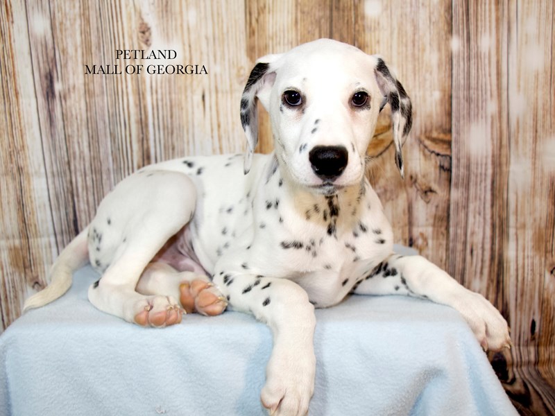 Dalmatian - 9178 Image #1