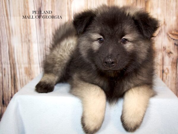 Keeshond – 9226
