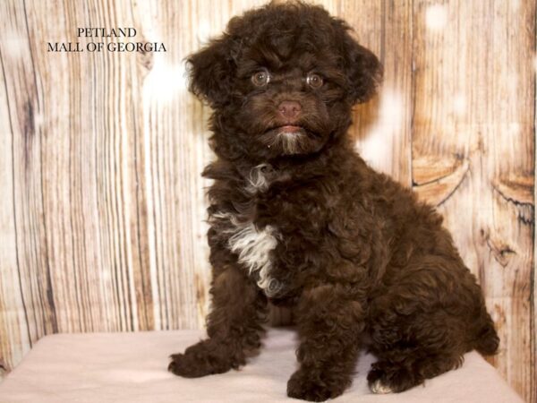 Miniature Poodle – 9237