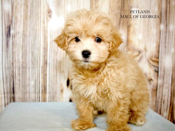 Maltipoo – 9242