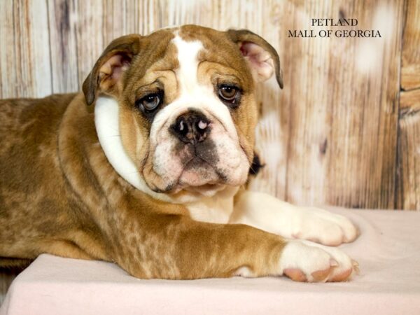 English Bulldog – 9244