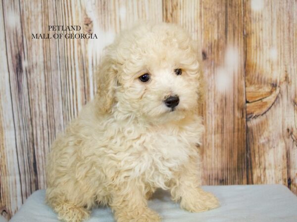 Miniature Poodle – 9246