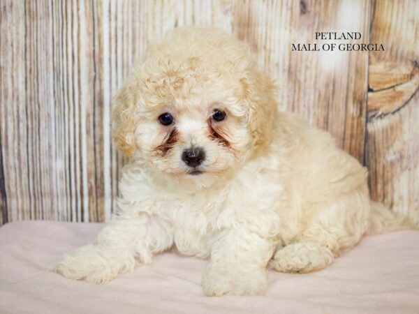 Bichonpoo – 9248