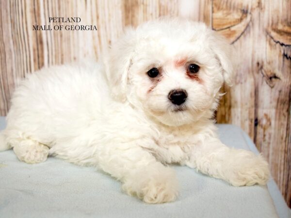 Bichon Frise – 9249