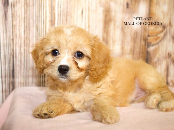 Cavachon – 9253