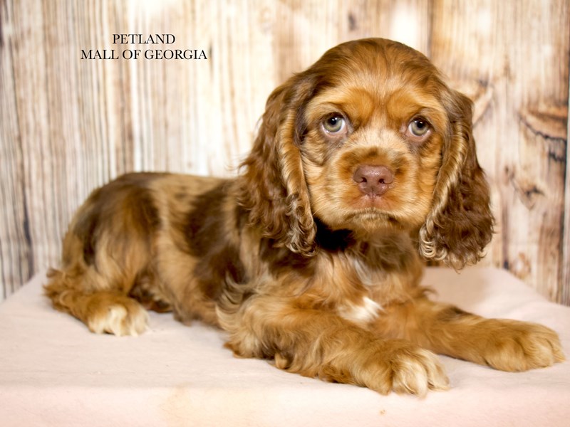 Cocker Spaniel - 9259 Image #1