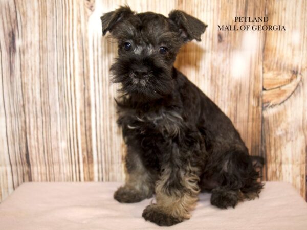 Miniature Schnauzer – 9260