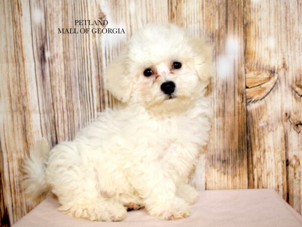 Bichon Frise – 9289