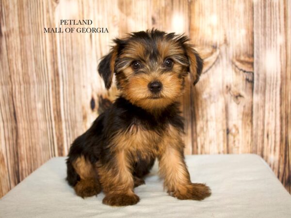 Yorkshire Terrier – 9294