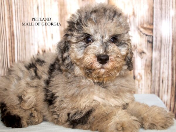 Miniature Schnoodle – 9297