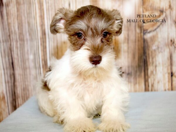 Miniature Schnauzer – 9298