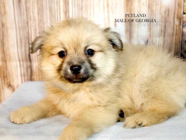 PomShi-Dog-Male-Brown / Black-9392-Petland Mall of Georgia