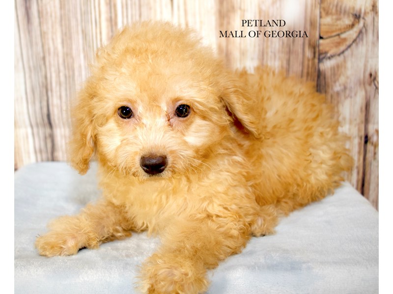 Yorkiepoo Puppies For Sale Petland Mall of