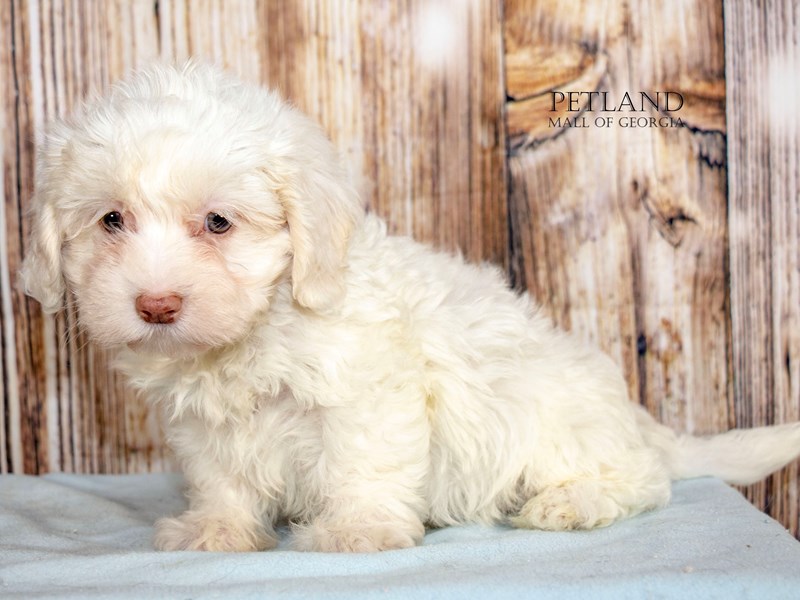 Daisy Dog For Sale Petland Mall of