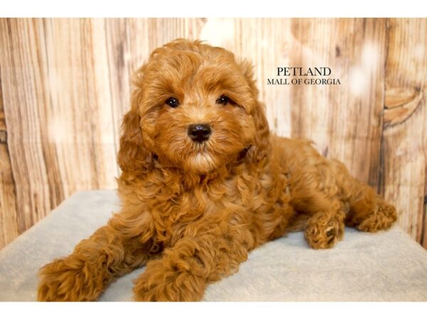 Cavapoo F1B-Dog-Male-Red-9487-Petland Mall of Georgia