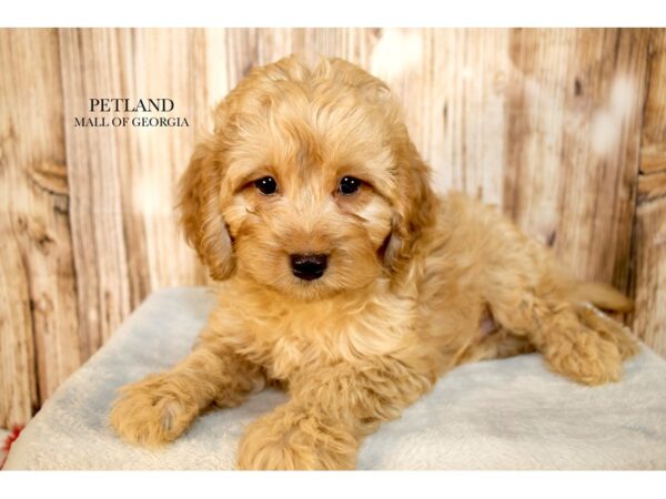 Cavapoo F1B-Dog-Male-Red-9488-Petland Mall of Georgia