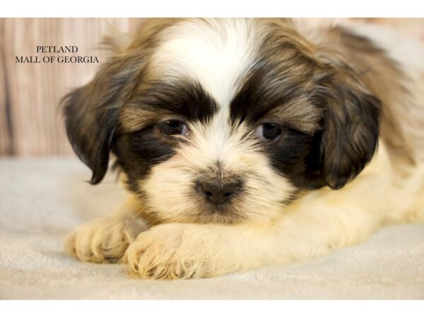 Shih Tzu – 9566
