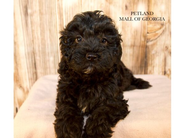 Miniature Goldendoodle F1B – 9571