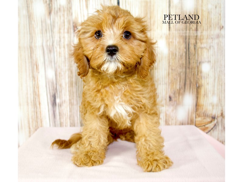 Cavapoo - 9600 Image #1