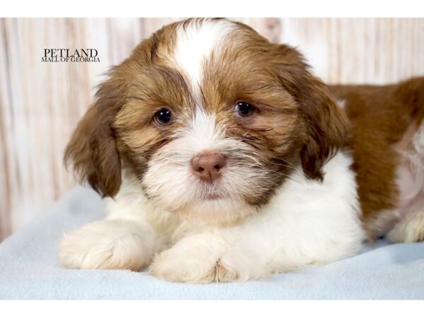 Shih Tzu – 9609