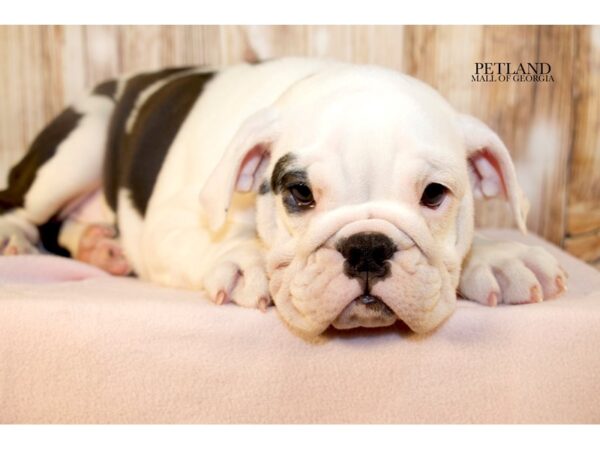 Miniature Bulldog – 9594