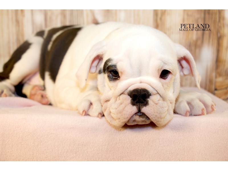 Miniature Bulldog - 9594 Image #1
