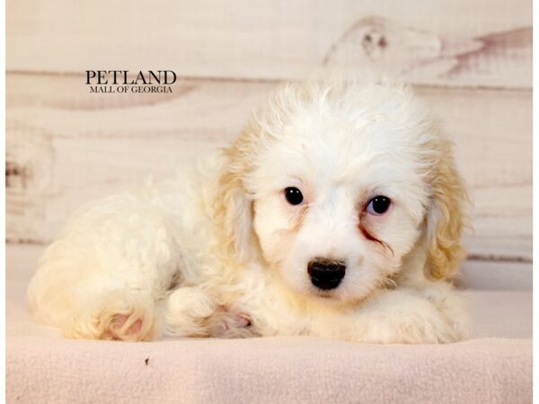 Cavachon – 9622