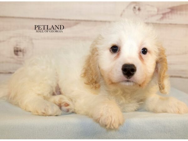 Cavachon – 9627