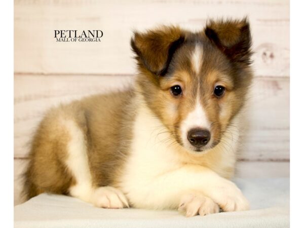 Shetland Sheepdog – 9631