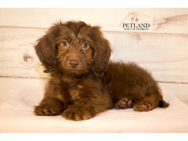 Doxiepoo - 9636 Image #1