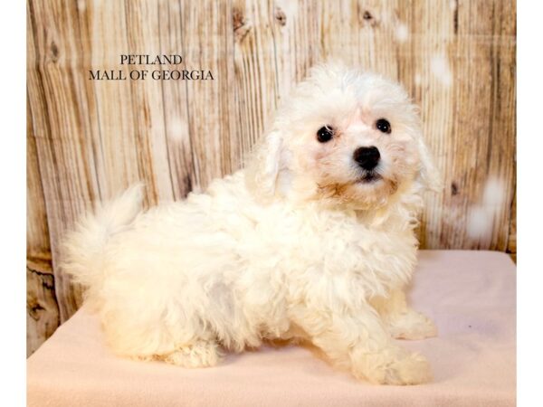 Bichon Frise – 9644