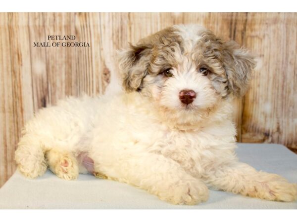 Shihpoo – 9653