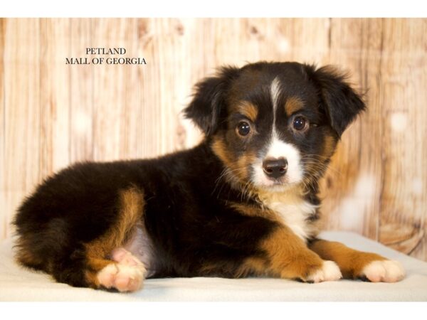 Miniature American Shepherd – 9658