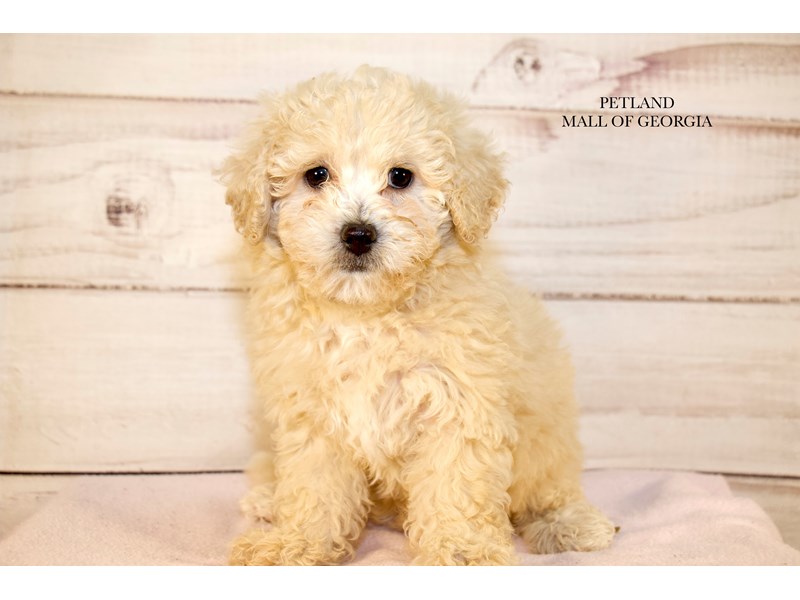 Bichonpoo - 9672 Image #1
