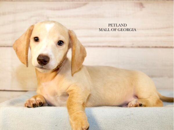 Dachshund – 9674