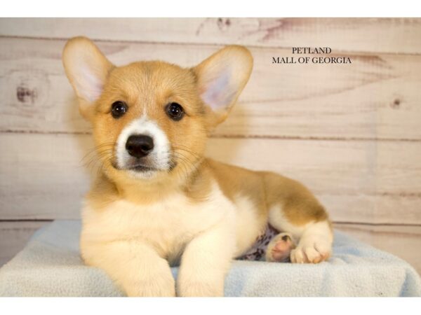 Pembroke Welsh Corgi – 9684