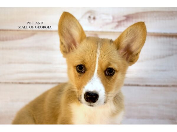 Pembroke Welsh Corgi – 9685