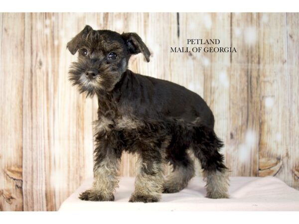 Miniature Schnauzer – 9701