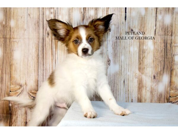Papillon – 9706