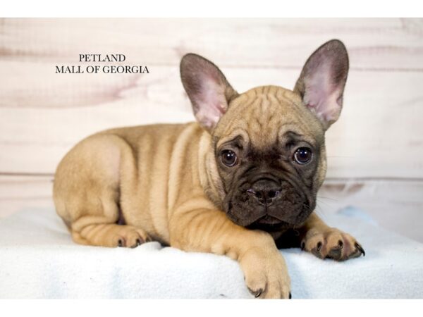 French Bulldog – 9717