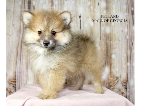 Pomeranian – 9725