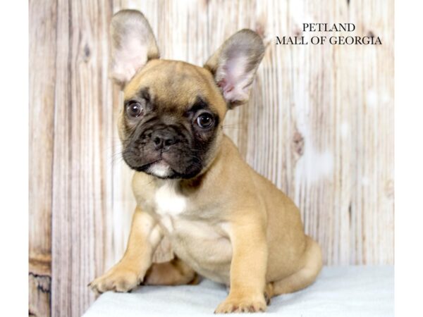 French Bulldog – 9730