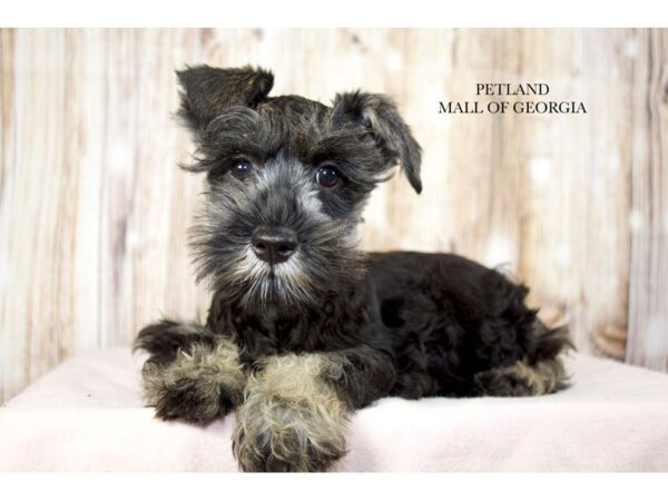 Miniature Schnauzer – 9736